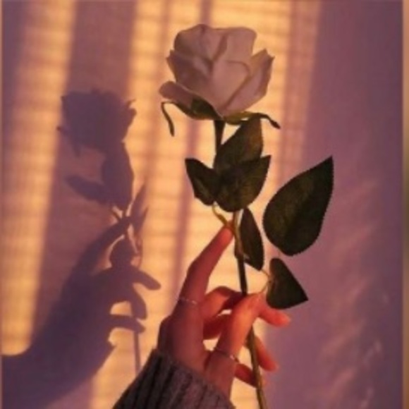 Meet your Posher, Rory - Picture 1 of 1